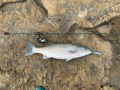 CALISSA 110 SURF SUSPENDING MINNOWS